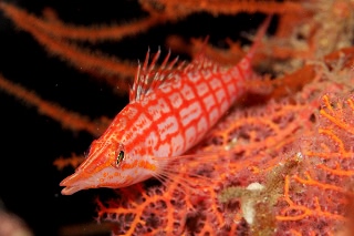 「クダゴンベ(longnose hawkfish)」のサムネイル画像