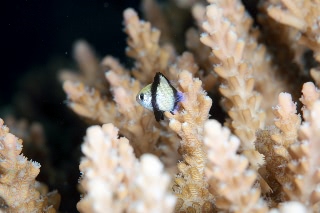 「フタスジリュウキュウスズメダイ」のサムネイル画像