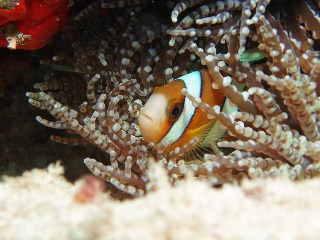 「クマノミ(Anemonefish)」のサムネイル画像