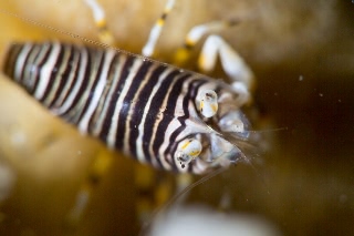 「ヨコシマエビ」のサムネイル画像