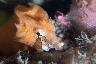 「クチバシカジカ(Grunt Sculpin)」のサムネイル画像
