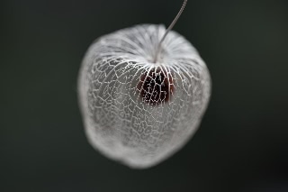 「ホオズキ」のサムネイル画像