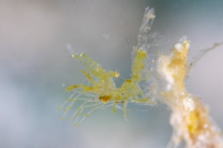 「フィコカリス・シムランス」のサムネイル画像