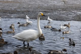 「オオハクチョウ(大白鳥)」のサムネイル画像