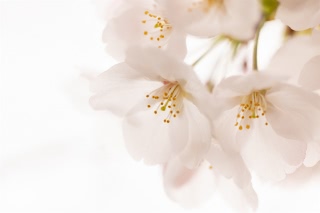 「ソメイヨシノ(染井吉野)」のサムネイル画像