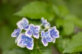 「ガクアジサイ(額紫陽花)」のサムネイル画像