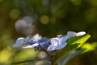 「ガクアジサイ(額紫陽花)」のサムネイル画像