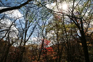 「朱」のサムネイル画像