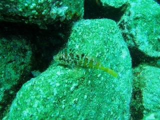 「無題」のサムネイル画像