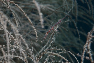 「ニシキフウライウオ(Ghost pipe fish)」のサムネイル画像