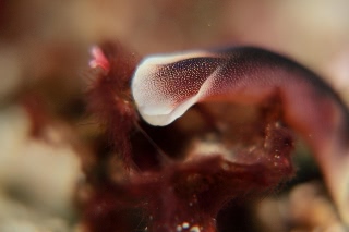 「コナユキツバメガイ」のサムネイル画像