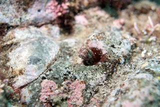 「コケギンポ」のサムネイル画像