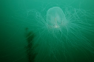 「カミクラゲ」のサムネイル画像