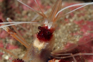 「オトヒメエビ(Banded boxer shrimp)」のサムネイル画像