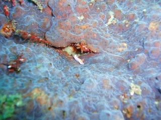 「キベリアカイロウミウシ(ノウメア・ワリアンス)」のサムネイル画像