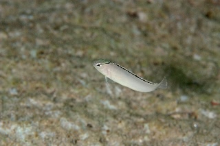 「smith's fangblenny(スミスズファングブレニー)」のサムネイル画像