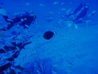 「クロモンガラ」のサムネイル画像