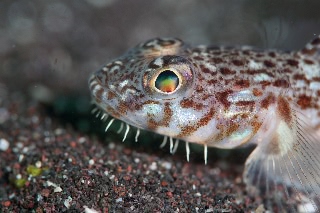 「サビハゼ」のサムネイル画像