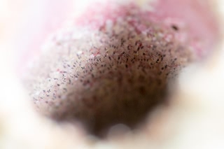 「モンツキカエルウオ」のサムネイル画像