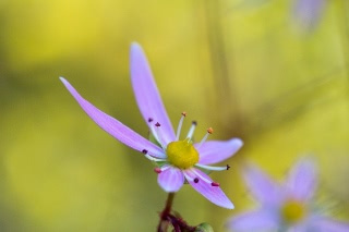 「ダイモンジソウ」のサムネイル画像