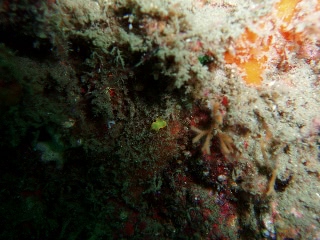 「ミツイラメリウミウシ」のサムネイル画像