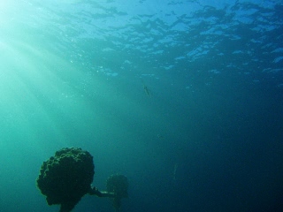 「アオリイカ(Bigfin Reef Squid)」のサムネイル画像