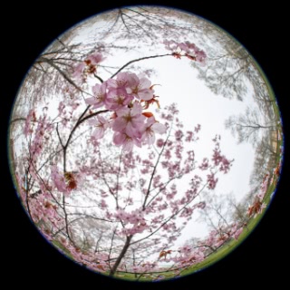 「オオヤマザクラ(エゾヤマザクラ,ベニヤマザクラ)」のサムネイル画像