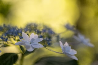 「ガクアジサイ(額紫陽花)」のサムネイル画像