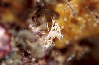 「トゲツノメエビ」のサムネイル画像