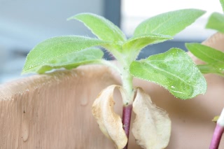 「ミニひまわり」のサムネイル画像