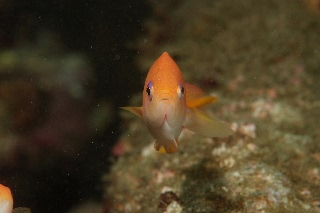 「キンギョハナダイ(Indian)(Indian Lyre-tail Basslet)」のサムネイル画像