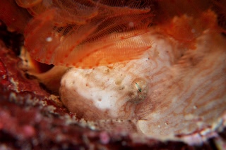 「スナビクニン」のサムネイル画像