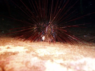 「ガンガゼ」のサムネイル画像