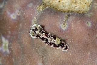 「キカモヨウウミウシ」のサムネイル画像