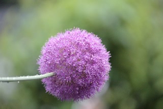 「ギガンチューム(ギガンジウム)」のサムネイル画像