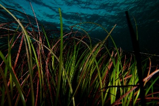 「アマモ」のサムネイル画像