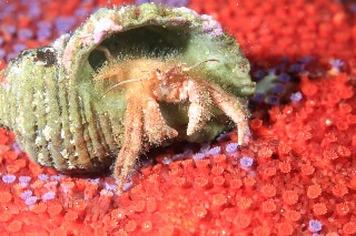 「ヤドカリの仲間」のサムネイル画像