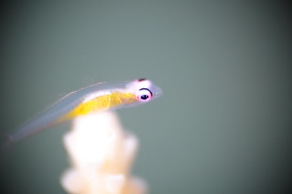 「アカメハゼ」のサムネイル画像