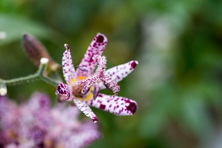 「ホトトギス属の仲間」のサムネイル画像