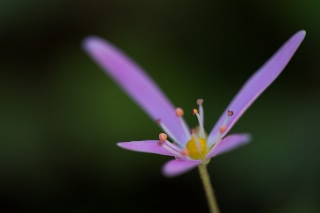 「ダイモンジソウ」のサムネイル画像