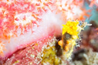 「キンコ」のサムネイル画像