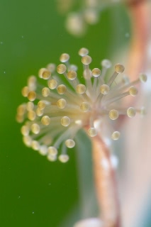 「シャンデリアクラゲの仲間」のサムネイル画像