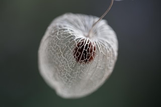 「ホオズキ」のサムネイル画像
