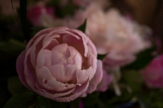 「シャクヤク(芍薬)」のサムネイル画像