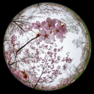 「オオヤマザクラ(エゾヤマザクラ,ベニヤマザクラ)」のサムネイル画像