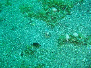 「ミナミホタテウミヘビ」のサムネイル画像