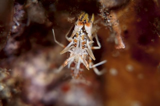 「トゲツノメエビ」のサムネイル画像