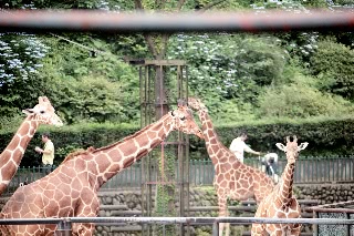 「アミメキリン」のサムネイル画像