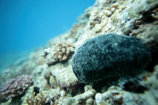 「クロナマコ」のサムネイル画像