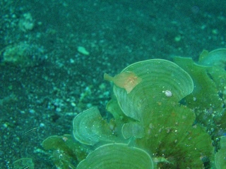 「カワハギ」のサムネイル画像